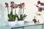 brussels orchidee duo 25cm wit